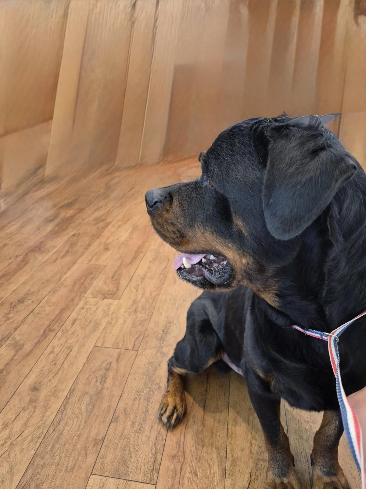 Enlarge Bo, a Adopted Rottweiler in Dallas, TX image 2/2