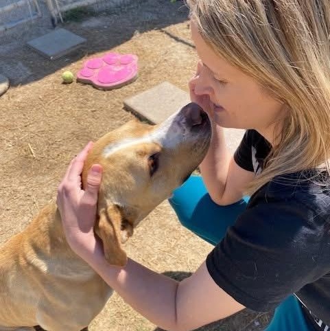 Enlarge Kit Kat, a Adoptable mixed breed in Southaven , MS image 2/6