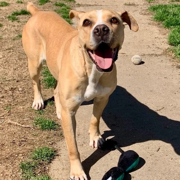 Enlarge Kit Kat, a Adoptable mixed breed in Southaven , MS image 4/6
