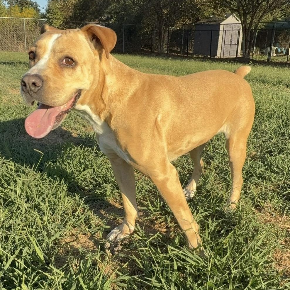 Enlarge Kit Kat, a Adoptable mixed breed in Southaven , MS image 1/6