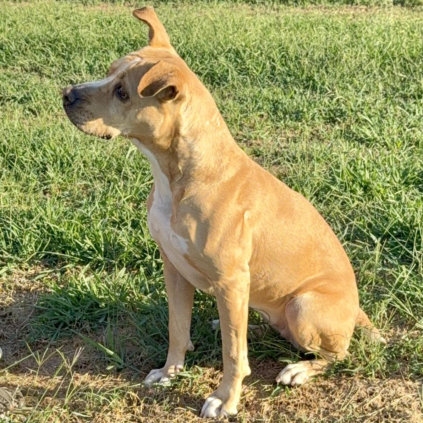 Enlarge Kit Kat, a Adoptable mixed breed in Southaven , MS image 5/6