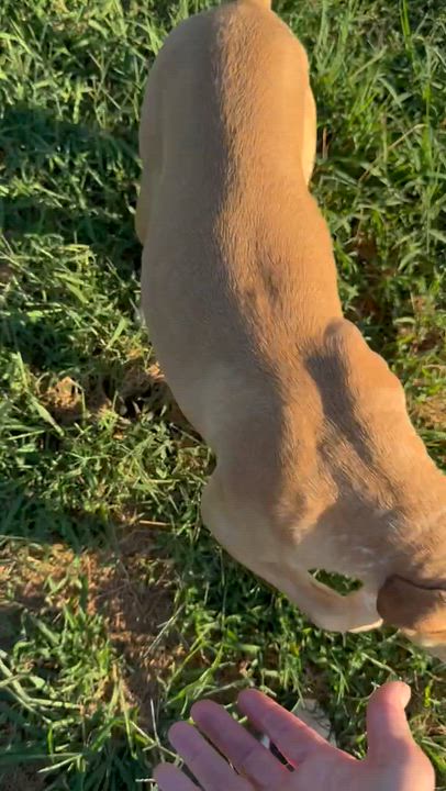 Enlarge Kit Kat, a Adoptable mixed breed in Southaven , MS video 3/6