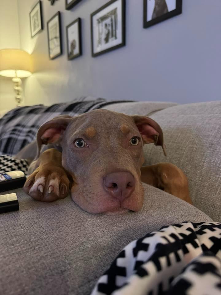 Enlarge Honey $450, a Adoptable Pit Bull Terrier in Milwaukee, WI image 2/6