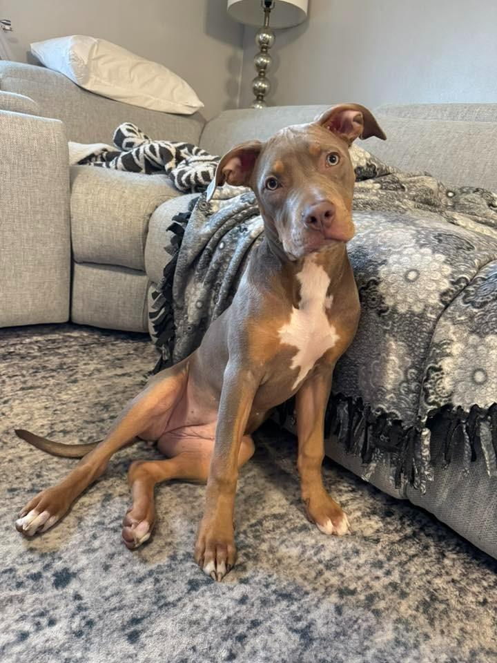 Enlarge Honey $450, a Adoptable Pit Bull Terrier in Milwaukee, WI image 3/6