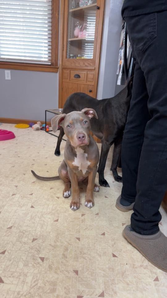 Enlarge Honey $450, a Adoptable Pit Bull Terrier in Milwaukee, WI image 4/6