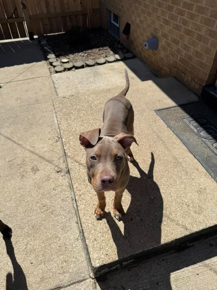 Enlarge Honey $450, a Adoptable Pit Bull Terrier in Milwaukee, WI image 5/6