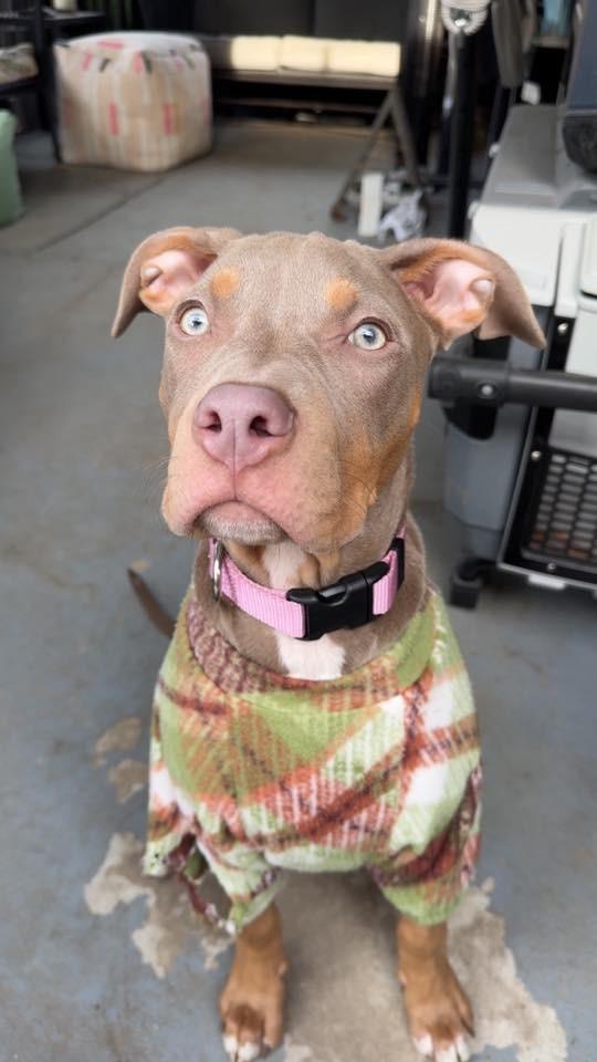 Enlarge Honey $450, a Adoptable Pit Bull Terrier in Milwaukee, WI image 6/6