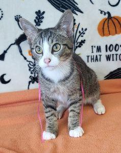 Fidget, Adoptable, Young Male Domestic Short Hair.