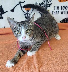 Enlarge Fidget, a Adoptable Domestic Short Hair in Bucyrus, OH image 3/3