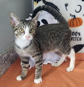 Enlarge Fidget, a Adoptable Domestic Short Hair in Bucyrus, OH image 2/3