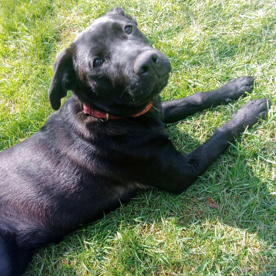 Scarlett, adopted, Young Female Labrador Retriever & Shepherd.