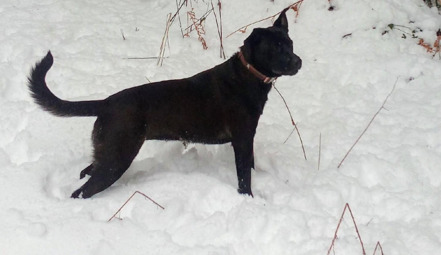 Scarlett, an adoptable Labrador Retriever, Shepherd in Salem, OR, 97305 | Photo Image 3