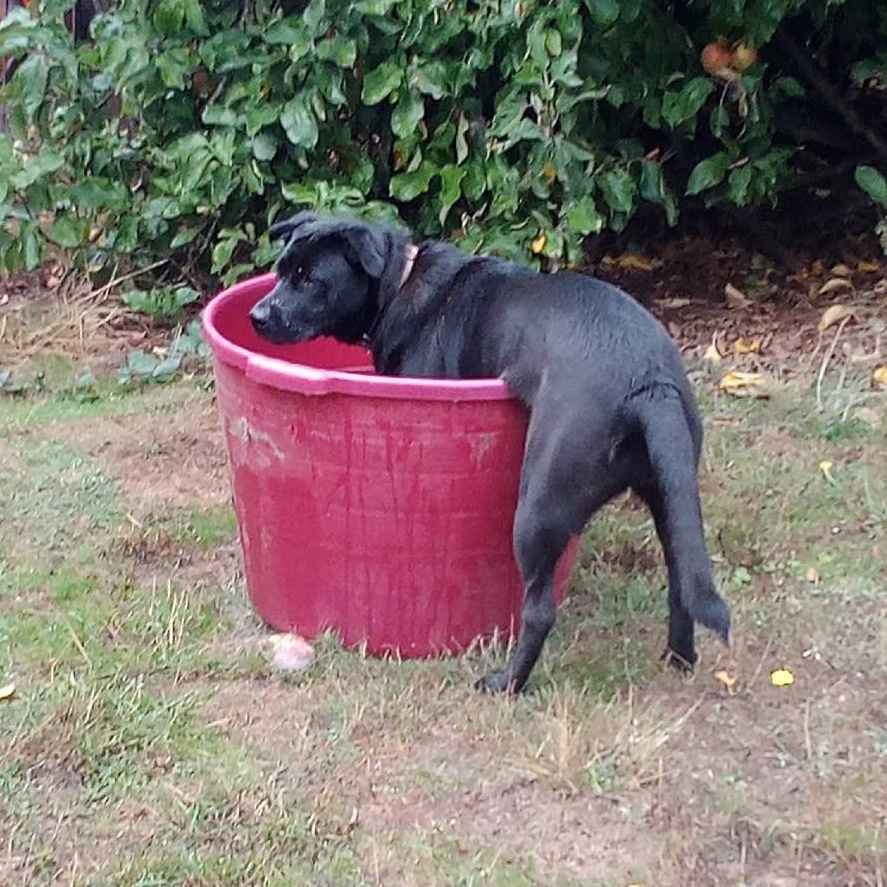 Scarlett, an adoptable Labrador Retriever, Shepherd in Salem, OR, 97305 | Photo Image 2