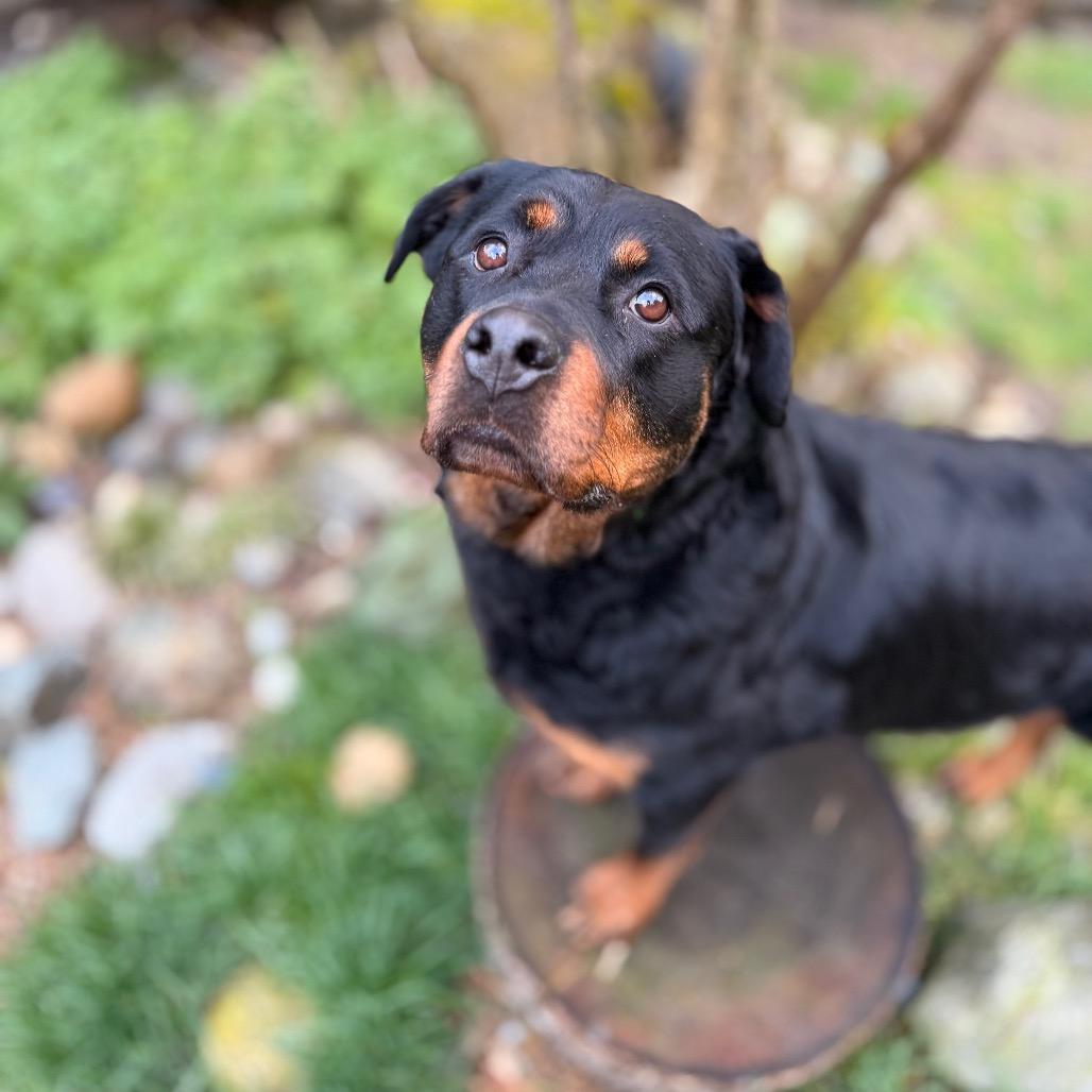 Kora, Adoptable, Adult Female Rottweiler.