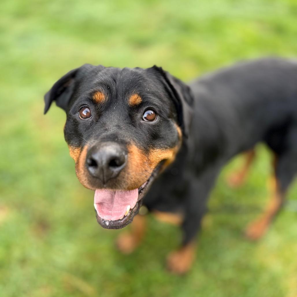 Enlarge Kora, a Adoptable Rottweiler in Bellingham, WA image 2/6