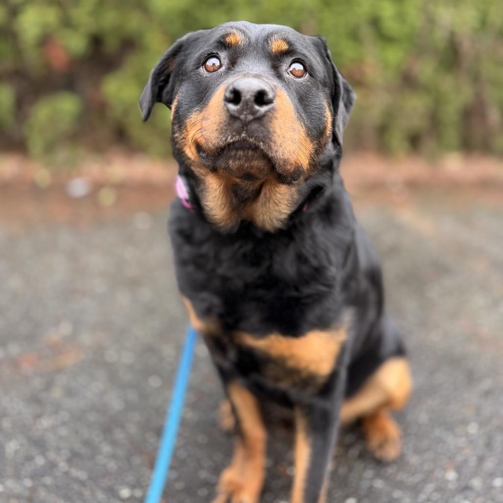 Enlarge Kora, a Adoptable Rottweiler in Bellingham, WA image 3/6