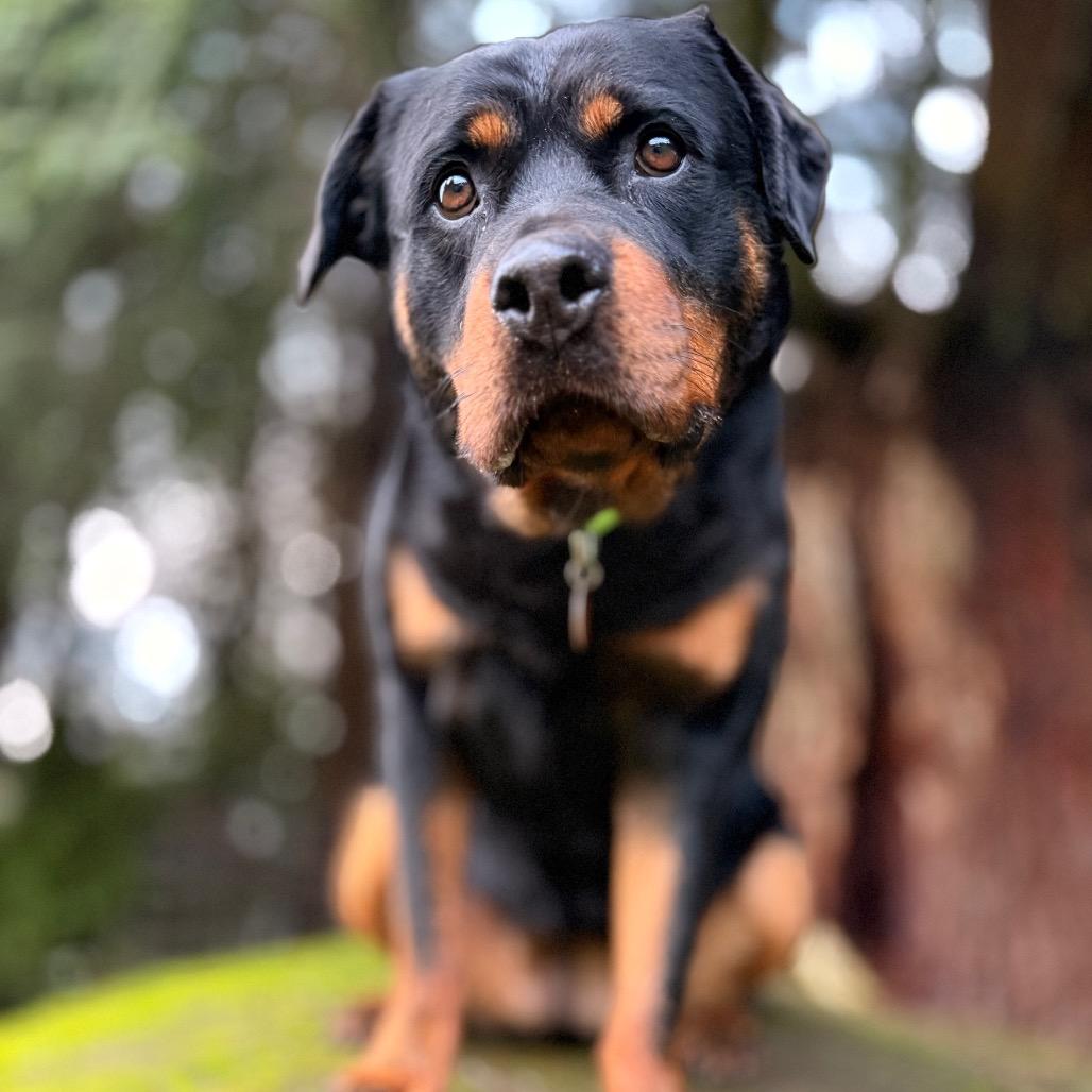 Enlarge Kora, a Adoptable Rottweiler in Bellingham, WA image 4/6