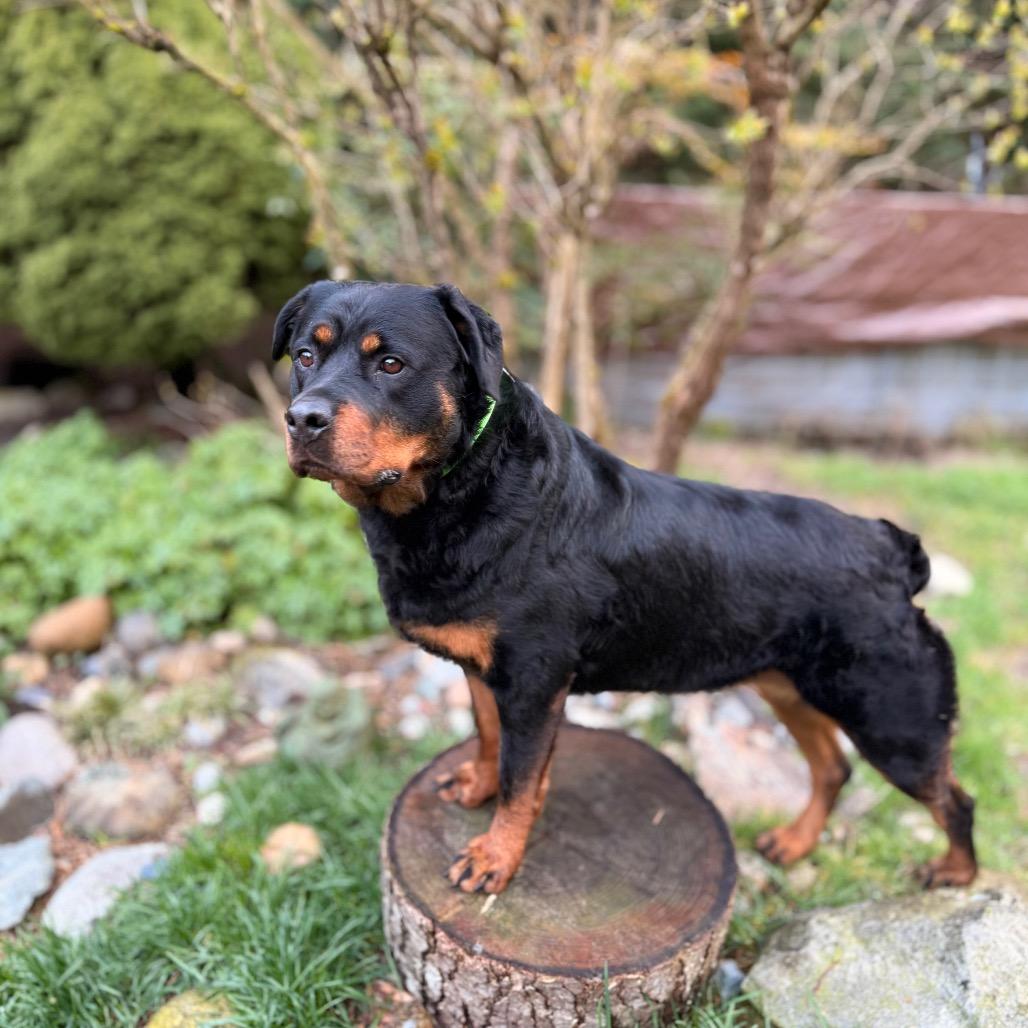 Enlarge Kora, a Adoptable Rottweiler in Bellingham, WA image 5/6