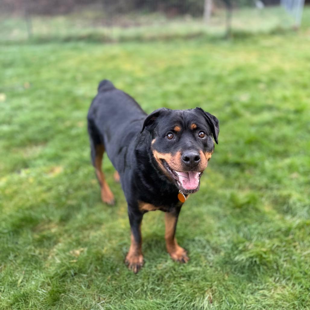 Enlarge Kora, a Adoptable Rottweiler in Bellingham, WA image 6/6
