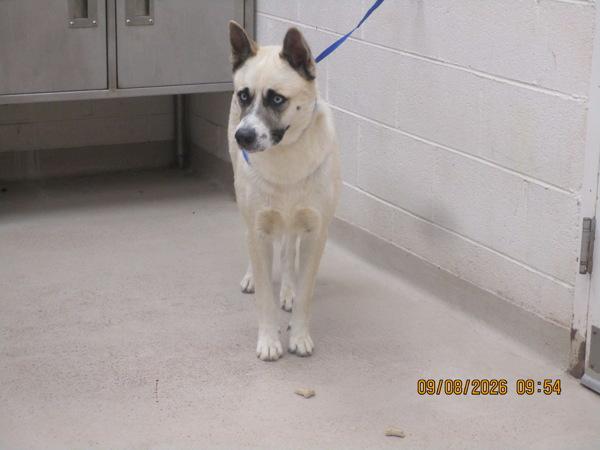 Enlarge Juno (849), a Adoptable mixed breed in Marietta, GA image 1/1