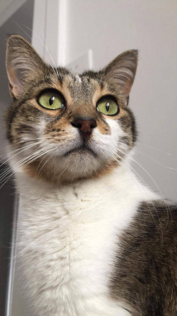 Luna, Adoptable, Adult Female Domestic Medium Hair.