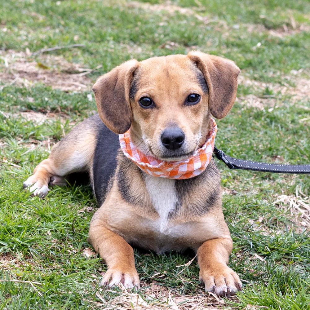 Enlarge Rocky  (Male)  , an adopted mixed breed in West Grove, PA image 5/6
