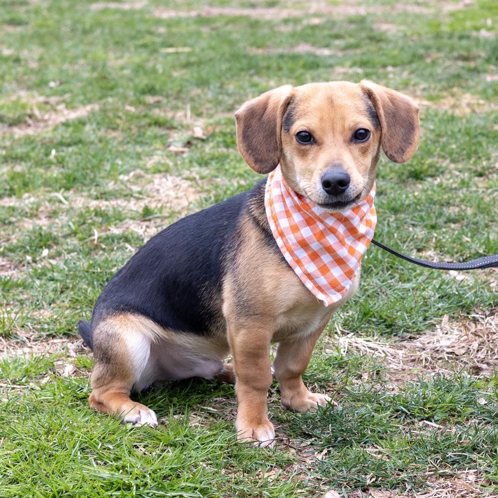 Enlarge Rocky  (Male)  , an adopted mixed breed in West Grove, PA image 2/6