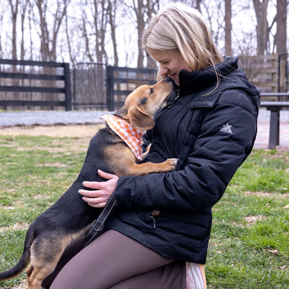 Enlarge Rocky  (Male)  , an adopted mixed breed in West Grove, PA image 6/6