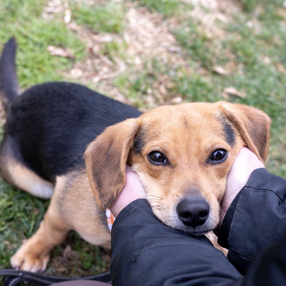 Enlarge Rocky  (Male)  , an adopted mixed breed in West Grove, PA image 4/6