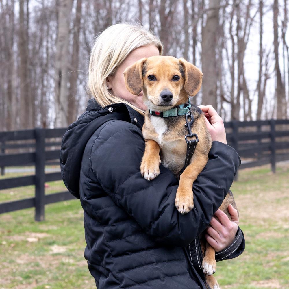 Enlarge Rocky  (Male)  , an adopted mixed breed in West Grove, PA image 3/6