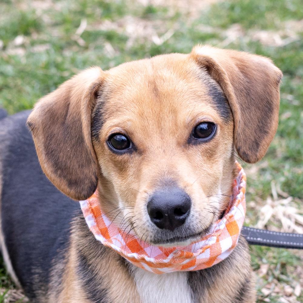 Rocky  (Male)  , adopted, Puppy Male Beagle & Dachshund.