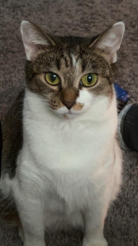 Enlarge Stacy, a Adoptable Domestic Short Hair in Salisbury, NC image 1/2