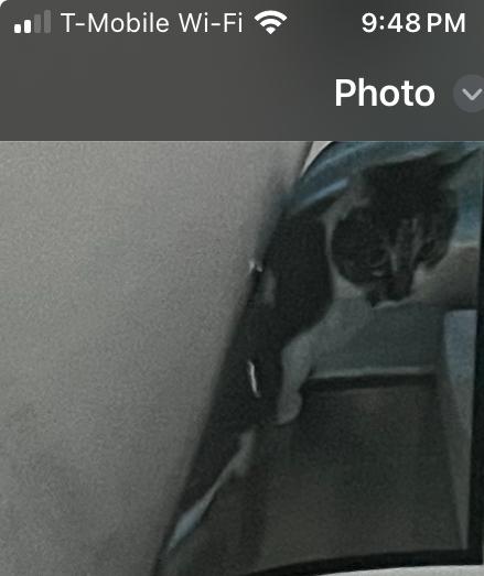 Enlarge Stacy, a Adoptable Domestic Short Hair in Salisbury, NC image 2/2