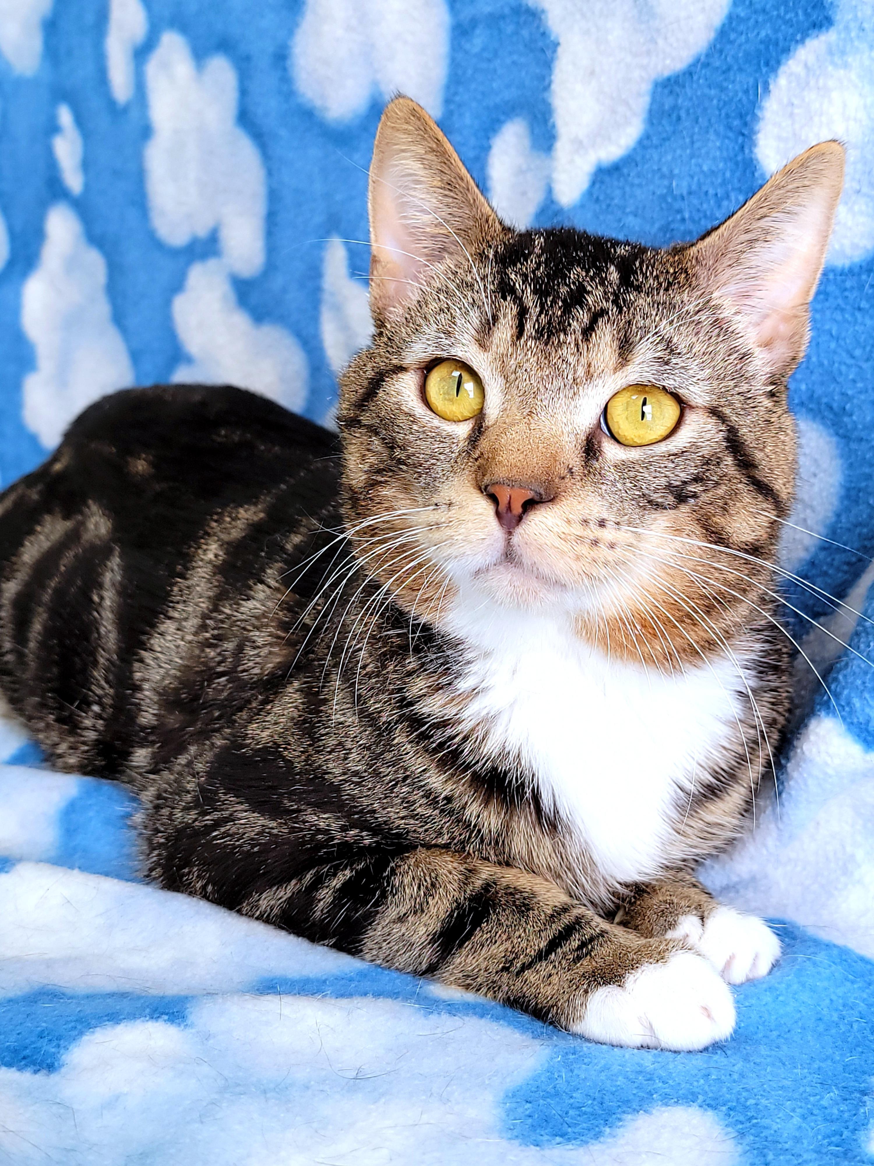 Enlarge Riot, a Adoptable Domestic Short Hair in Hornell, NY image 1/2