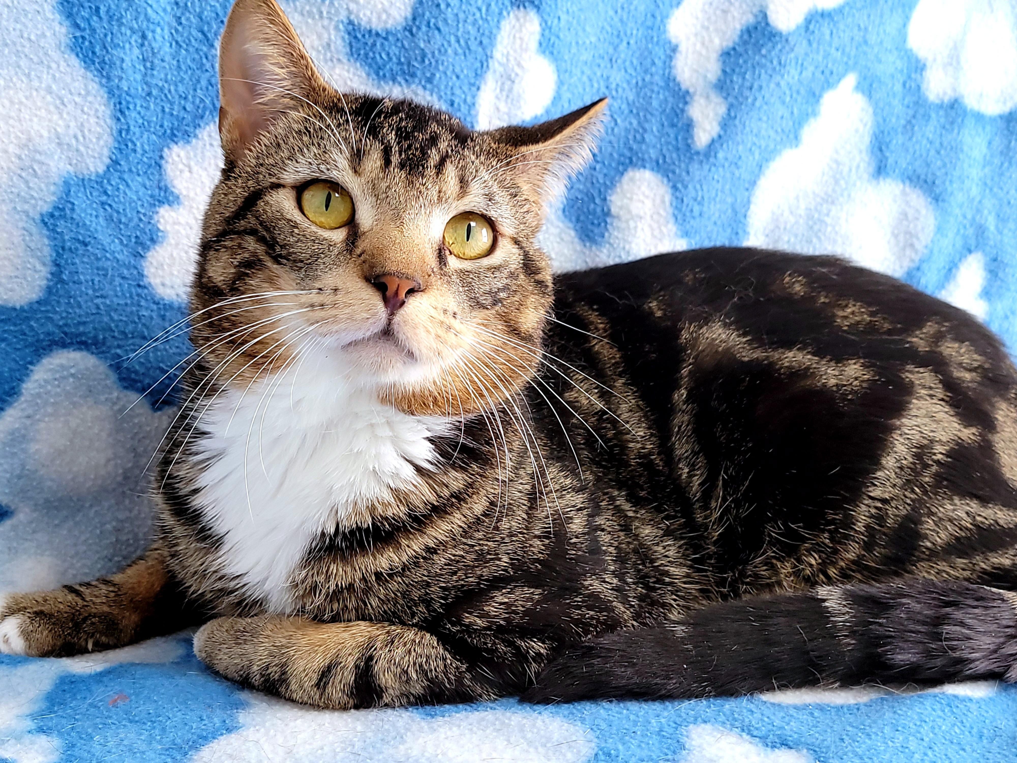 Enlarge Riot, a Adoptable Domestic Short Hair in Hornell, NY image 2/2