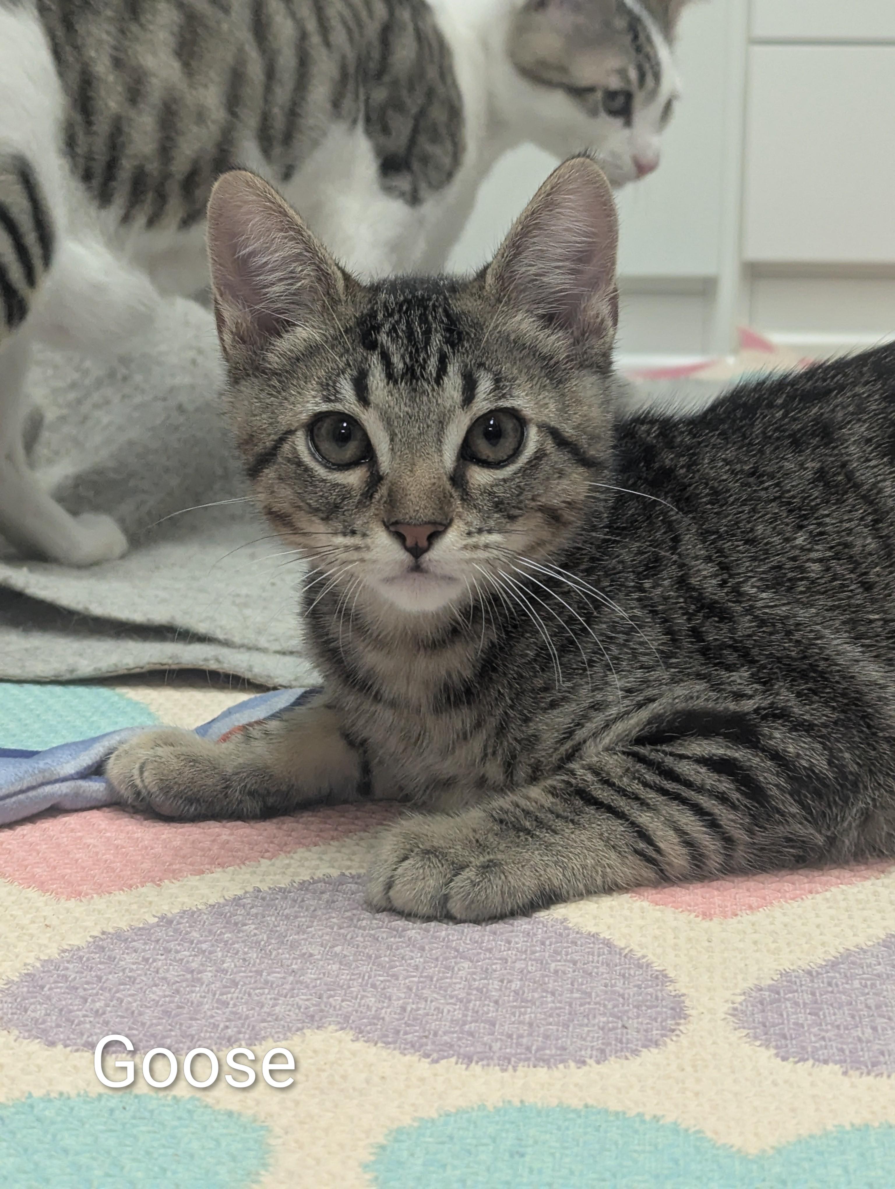Enlarge Goose, a ADOPTABLE mixed breed in Hermosa Beach, CA image 3/4