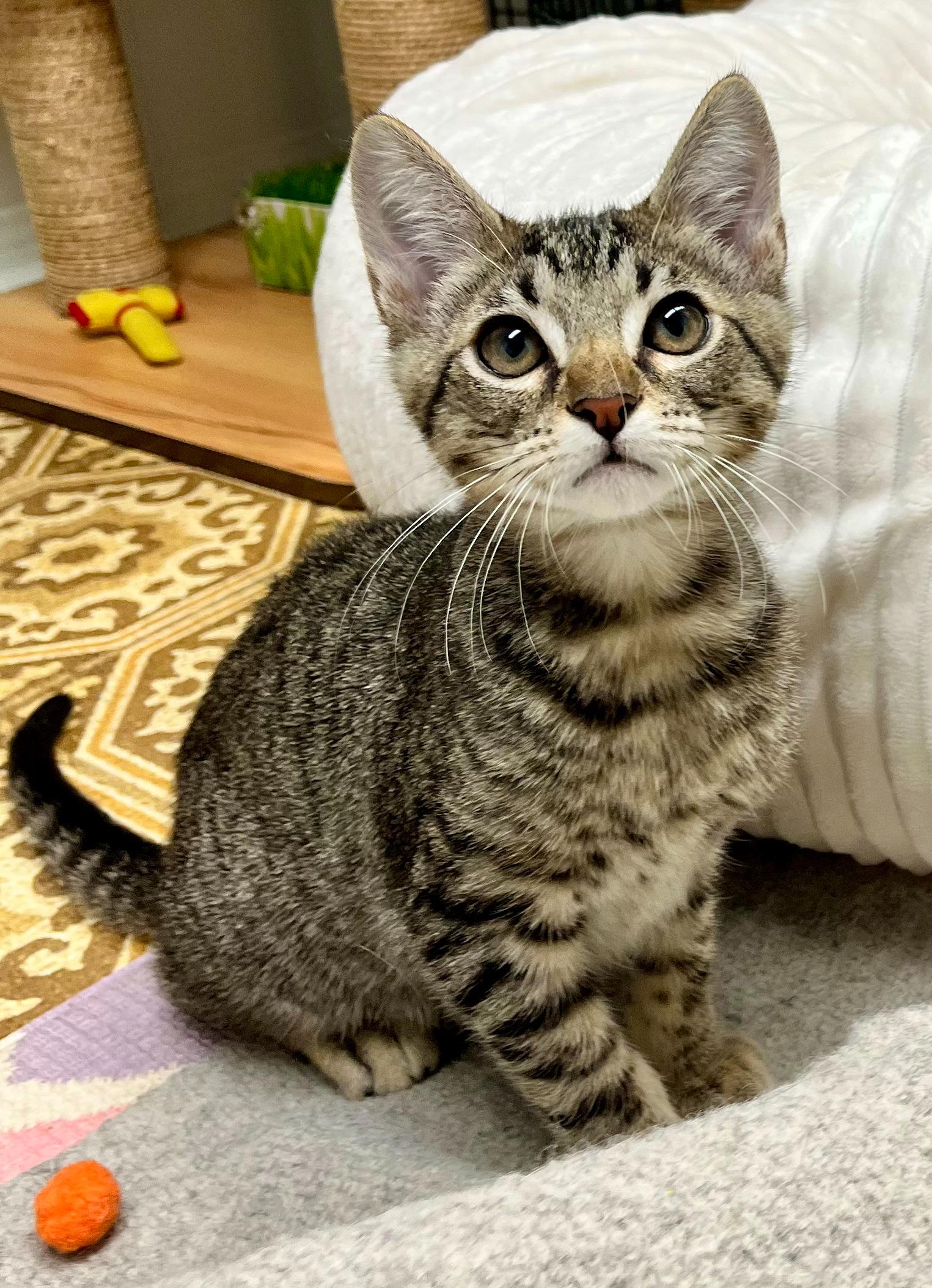 Enlarge Goose, a ADOPTABLE mixed breed in Hermosa Beach, CA image 4/4
