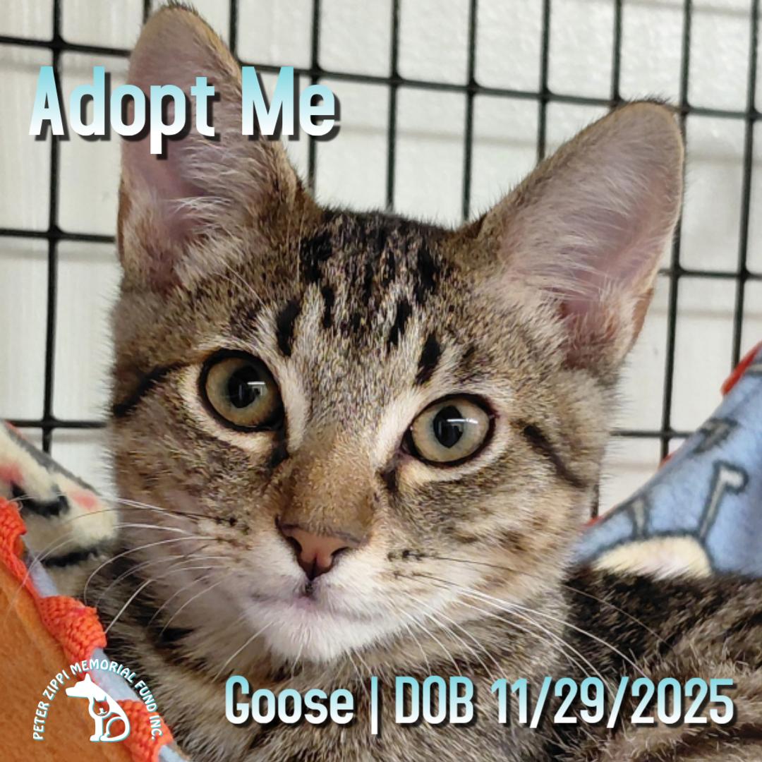 Enlarge Goose, a ADOPTABLE mixed breed in Hermosa Beach, CA image 1/4