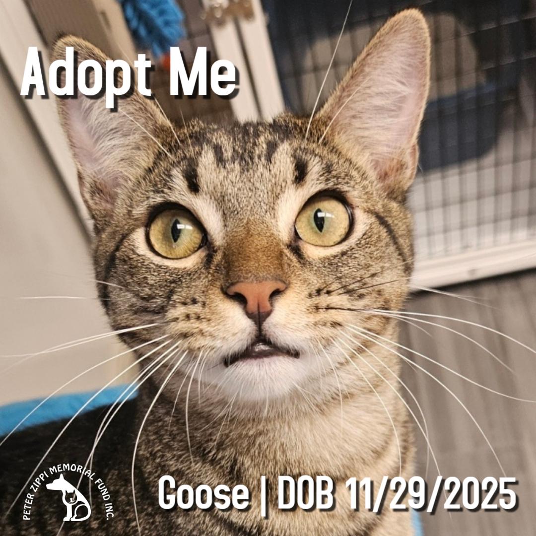Goose, an adoptable mixed breed in Hermosa Beach, CA image 1/6