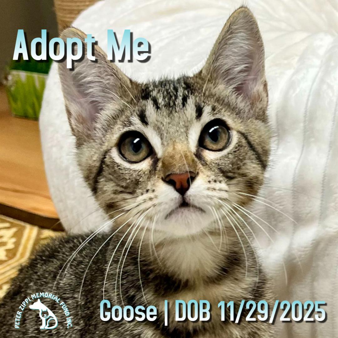 Goose, ADOPTABLE, Kitten Male Tabby & Domestic Short Hair.