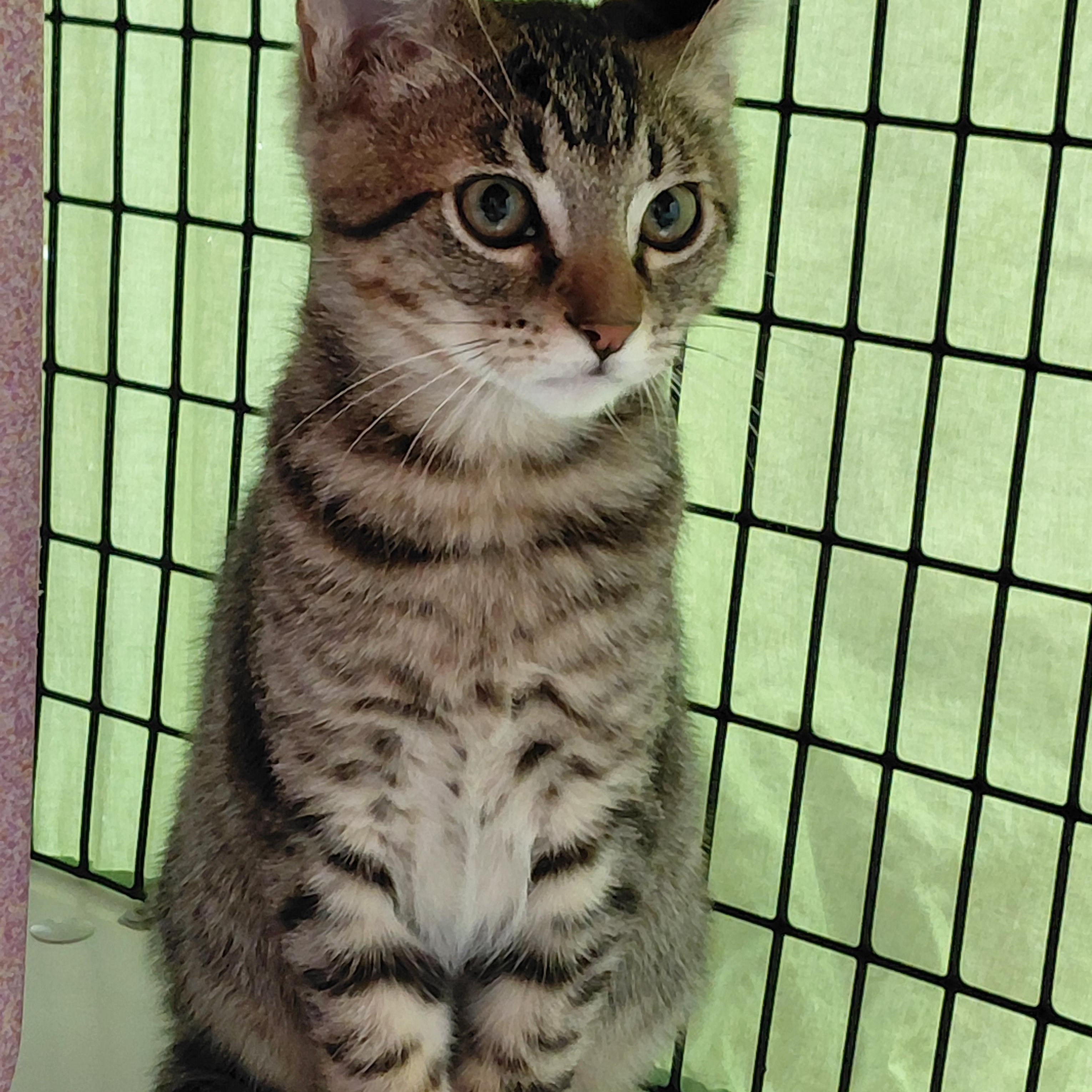 Enlarge Goose, a ADOPTABLE mixed breed in Hermosa Beach, CA image 2/4