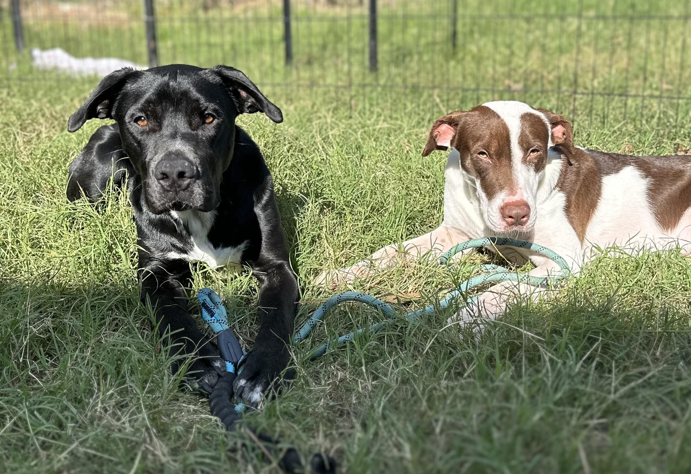 Beckett — thumbnail 4