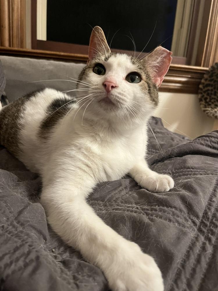 Quimby, a Adoptable Domestic Short Hair in Dayton, OH image 1/5