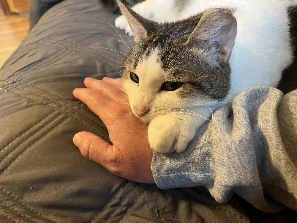 Quimby, a Adoptable Domestic Short Hair in Dayton, OH image 2/5