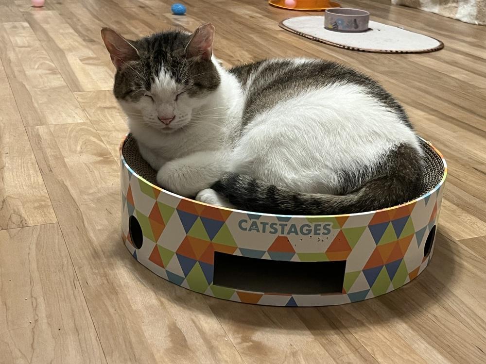 Quimby, a Adoptable Domestic Short Hair in Dayton, OH image 3/5