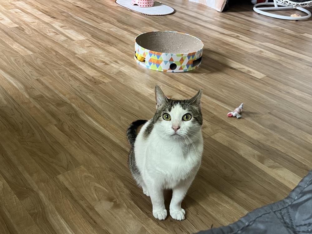Quimby, a Adoptable Domestic Short Hair in Dayton, OH image 4/5