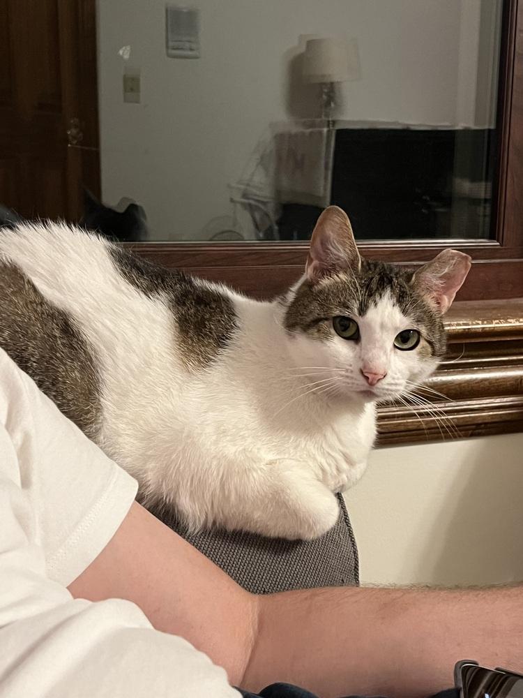 Quimby, a Adoptable Domestic Short Hair in Dayton, OH image 5/5