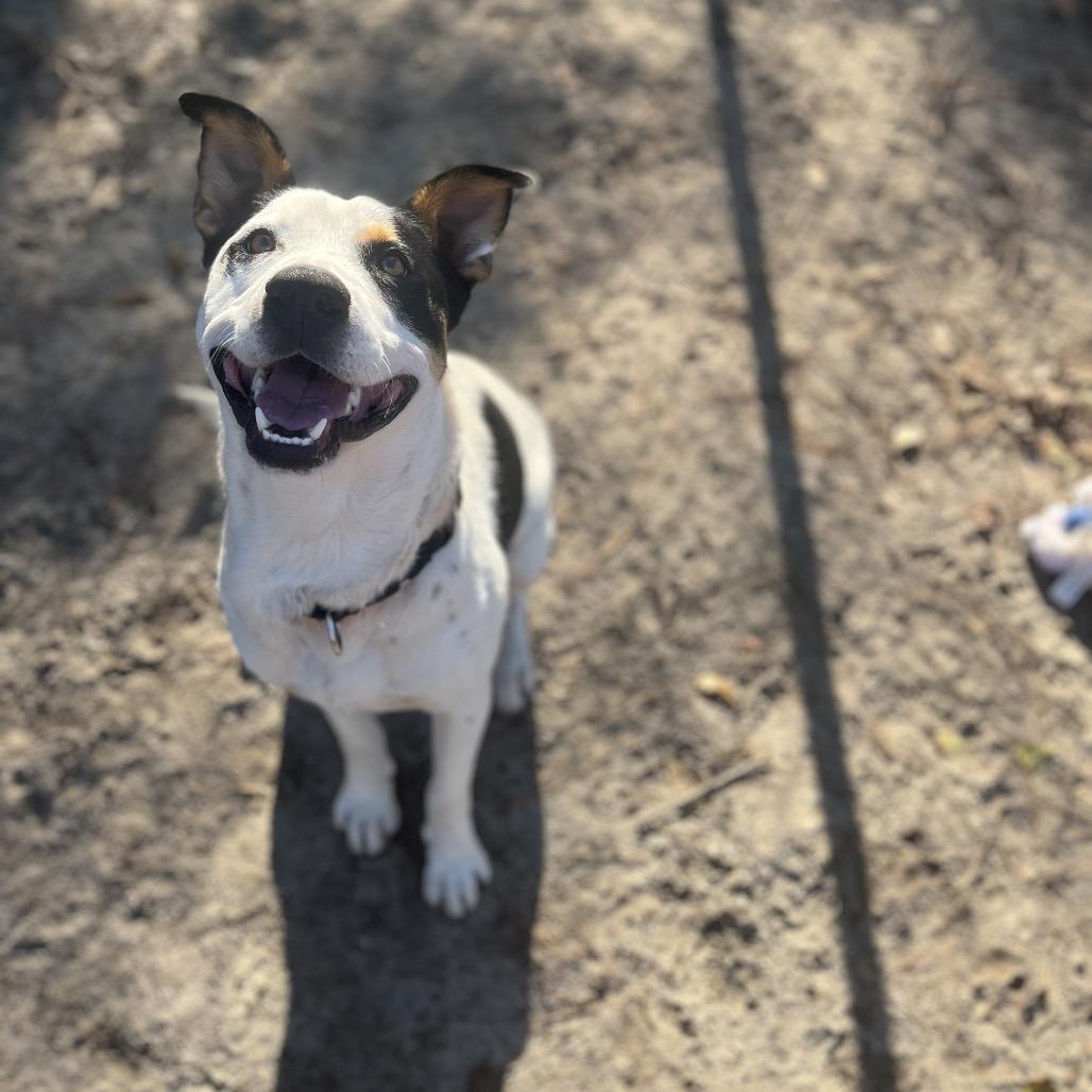 Enlarge Velveeta, a Adoptable Mixed Breed in North Myrtle Beach, SC image 1/2