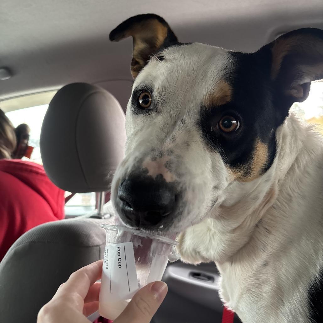 Enlarge Velveeta, a Adoptable Mixed Breed in North Myrtle Beach, SC image 1/1