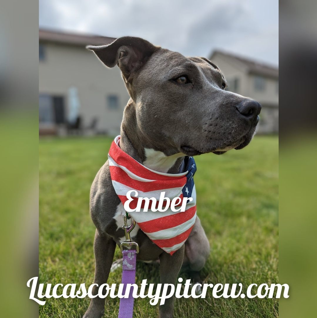 Enlarge Ember, a Adoptable mixed breed in Toledo, OH image 8/11